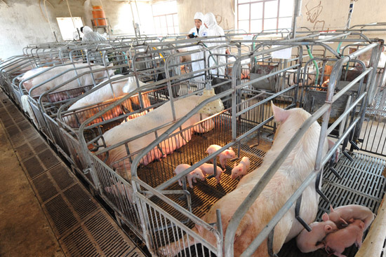 母猪带猪仔食欲不好怎么办,猪场母猪胀气怎么预防