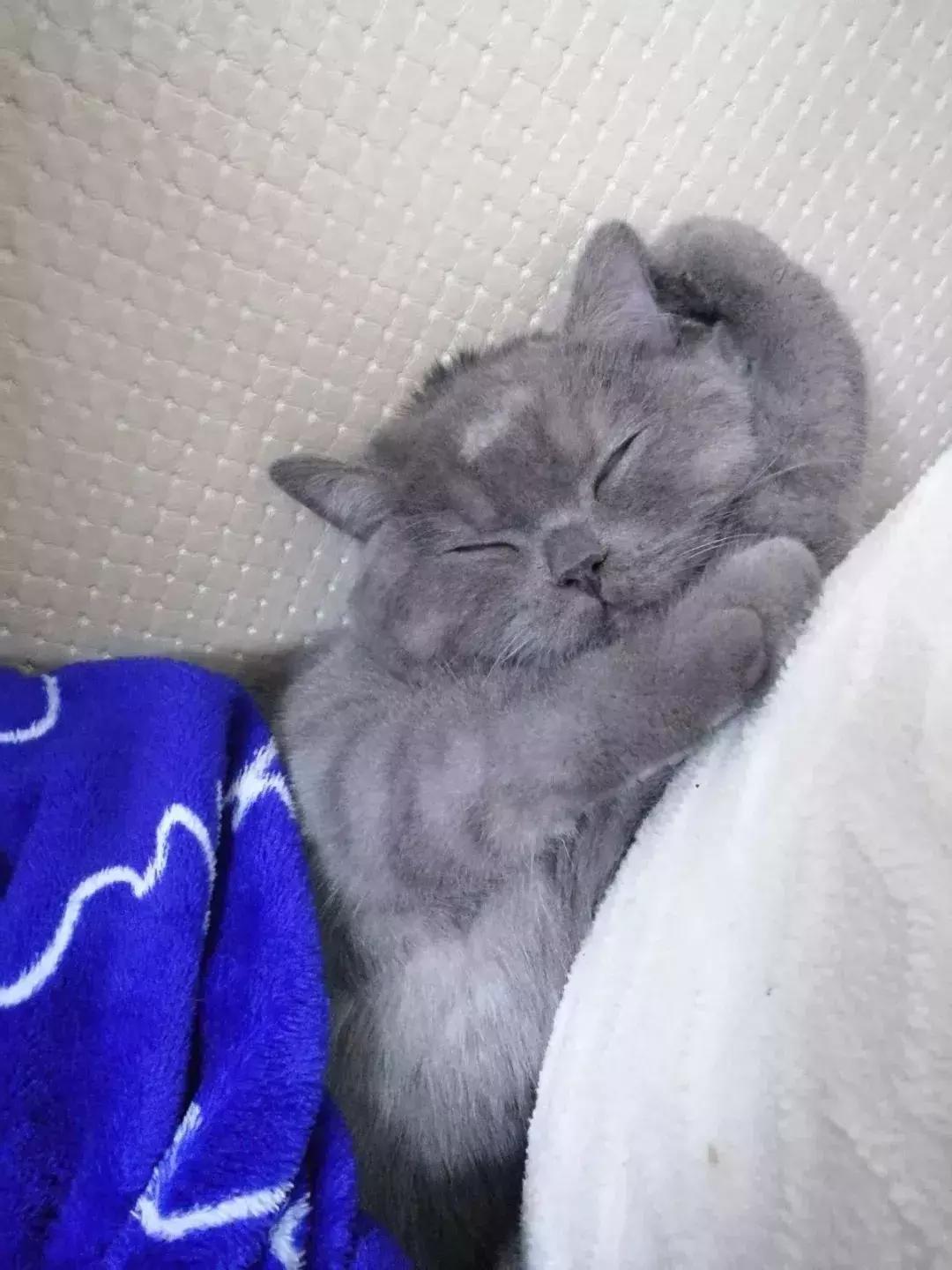 炸裂!因为一只猫,苏州人开启尖叫模式!