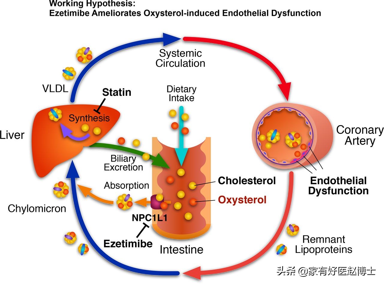 降胆固醇吃哪种他汀最好,降血脂他汀类的药物哪种最好