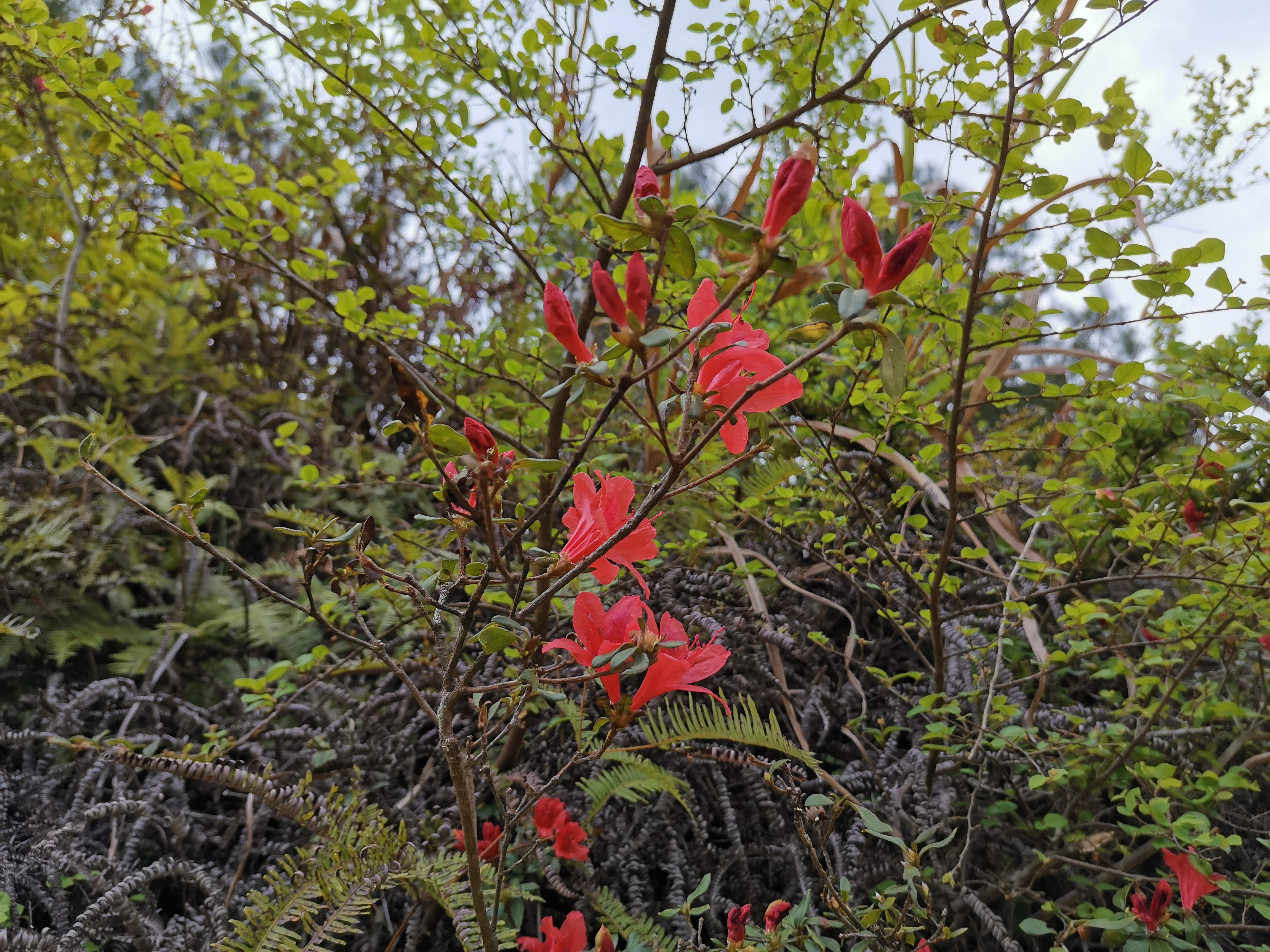 深山野生杜鹃花,中国最好的野生杜鹃花