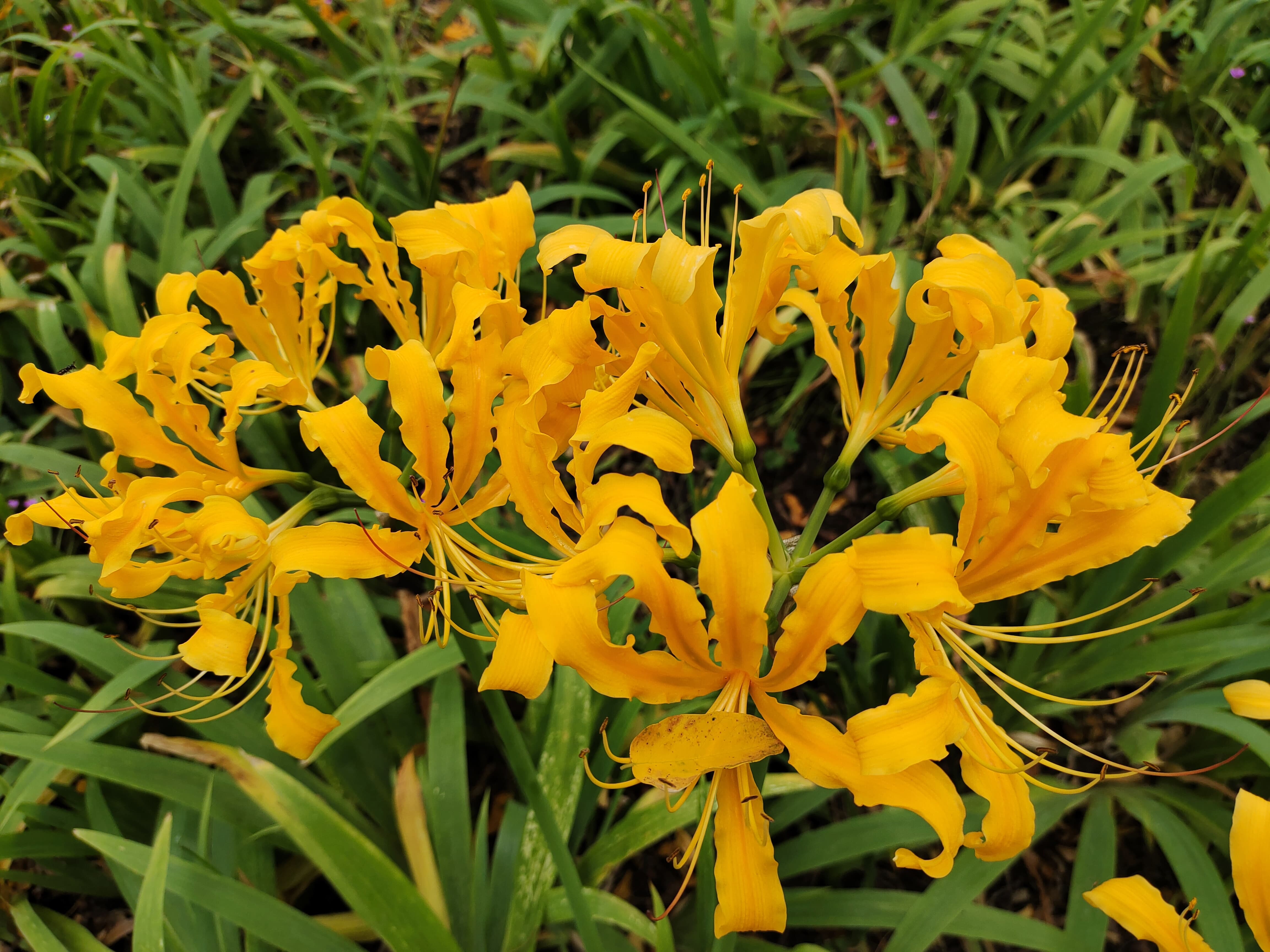 vivos7和iqooz3哪个好,vivos7安兔兔跑分