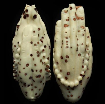 千眼菩提是怎么结的果,千眼菩提和别的菩提区别在哪