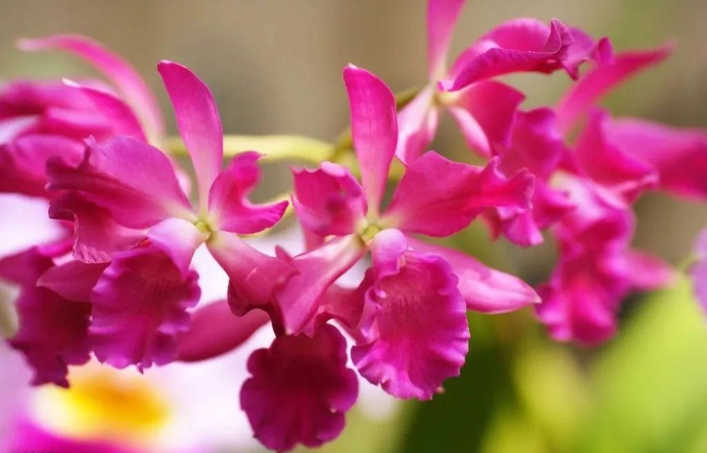 世界各国国花有哪些,各国的市花和国花有什么