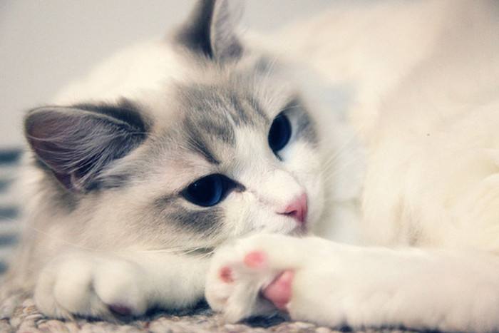 如何发现猫咪忍受疼痛,喵星人有哪些迷惑行为