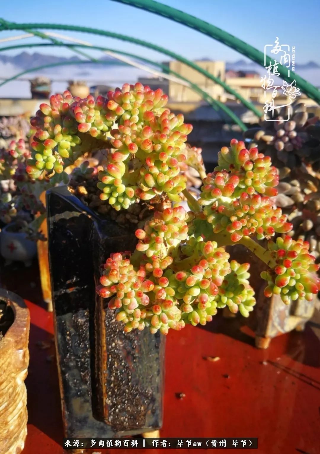 有多少次的会心一笑，全因多肉！那是一种心间流出的甜