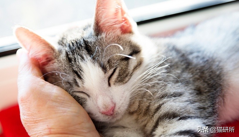 打猫过后怎么让猫不记仇,打猫之后怎么重新和猫和好