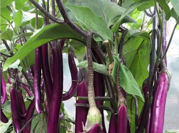 蔬菜有苦味是肥料的原因吗,瓜果蔬菜施肥时间和方法