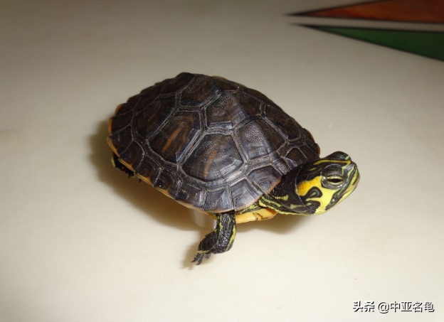 养龟推荐新手养法,养龟小知识学完后秒变养龟达人