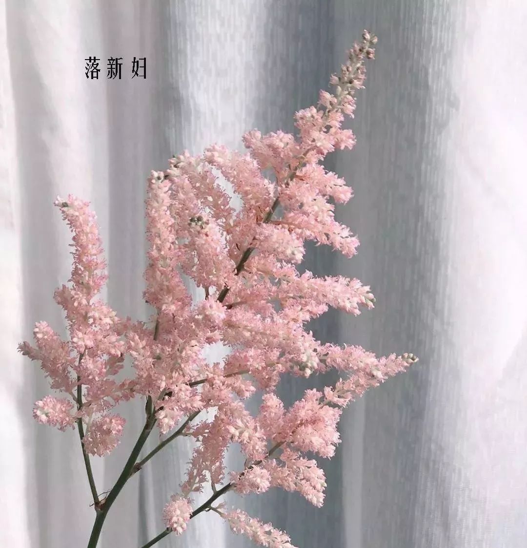 花店里同款的两种不同价格的花材,花店最容易被顾客误解的几种花材