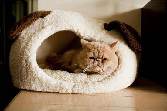 猫最好用什么猫窝,各种猫窝的视频大全