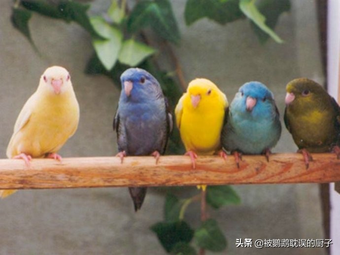 4种可以养的鹦鹉,儿童养鹦鹉应该养什么种类的鹦鹉