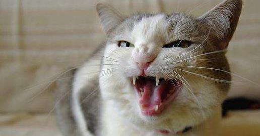 地球历史中最厉害的食肉动物,世界上有什么食肉动物