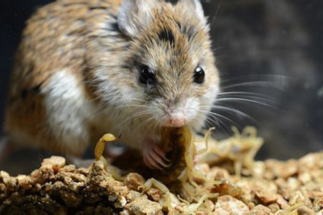 鼠害防治的有效方法,鼠害防治知识培训考核常态化制度