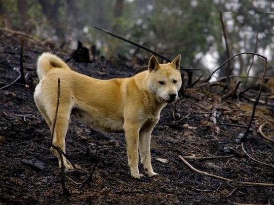 什么样的狗狗最好养也最好看,狗狗最省心最好养的8种狗