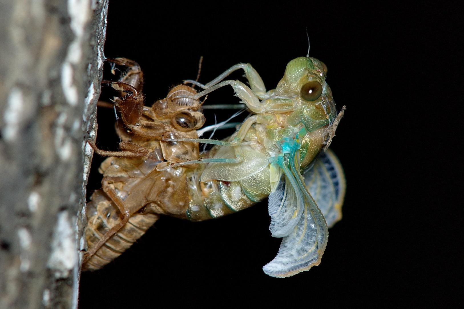 金蝉养殖注意事项,金蝉养殖的方法和注意事项