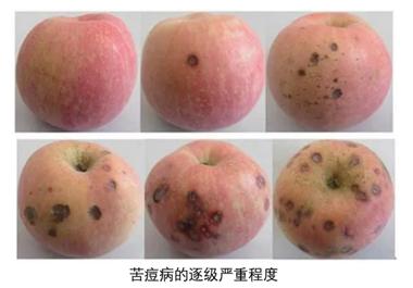 苹果上面的黑点是病害还是虫害,苹果上有黑斑是什么病怎么防治