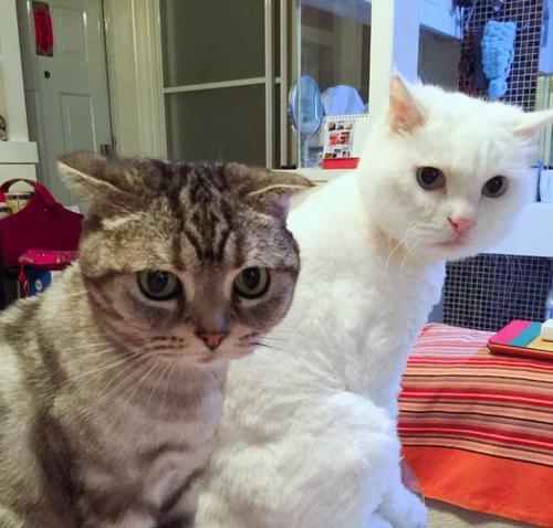 资深猫奴康辉分享养猫暖心事,康辉谈猫当孩子养猫