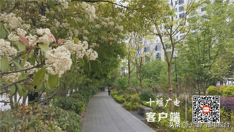 十堰街头这种漂亮的花又开了,就是气味有点一言“楠”尽