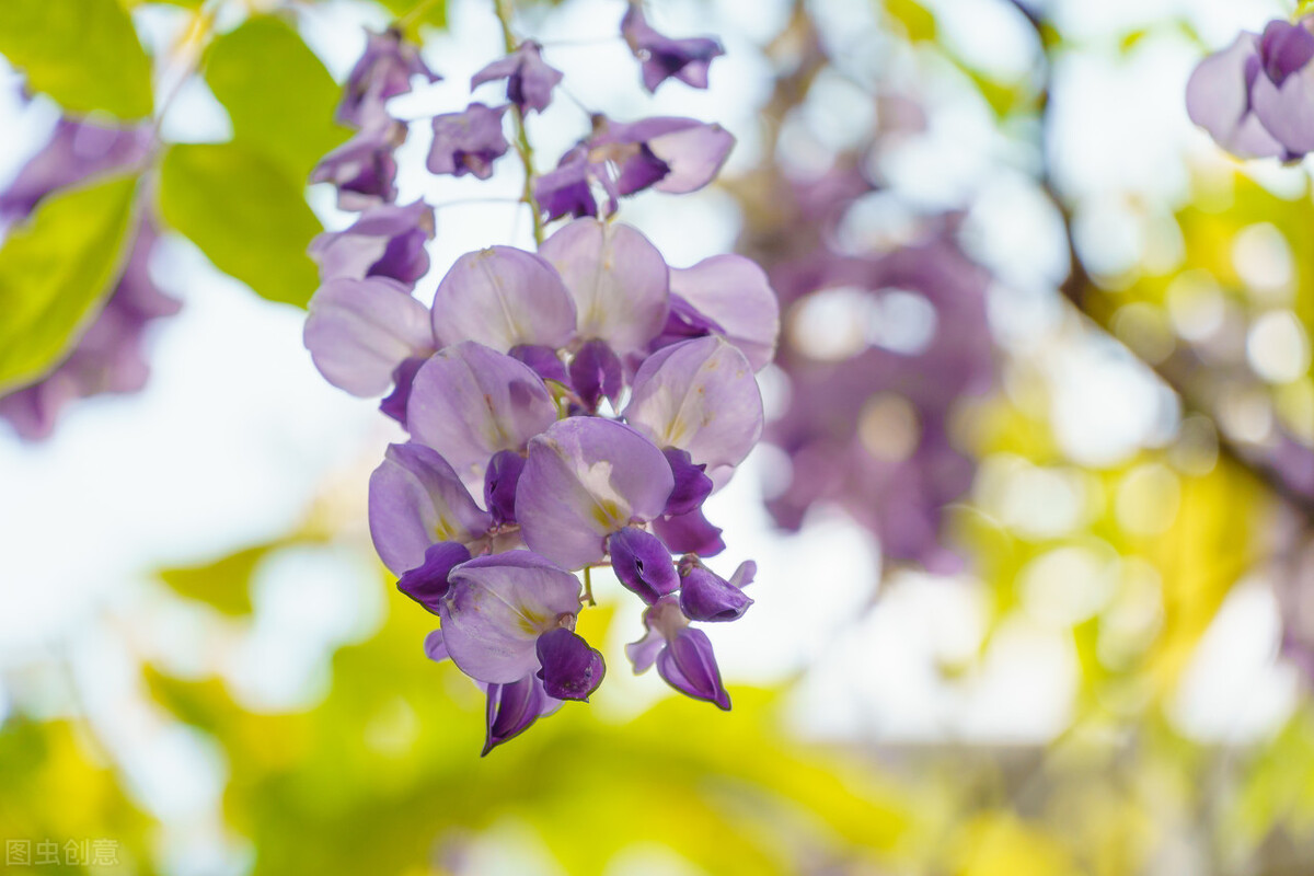这8种花草决不能放家里,房顶植物花草种植方法