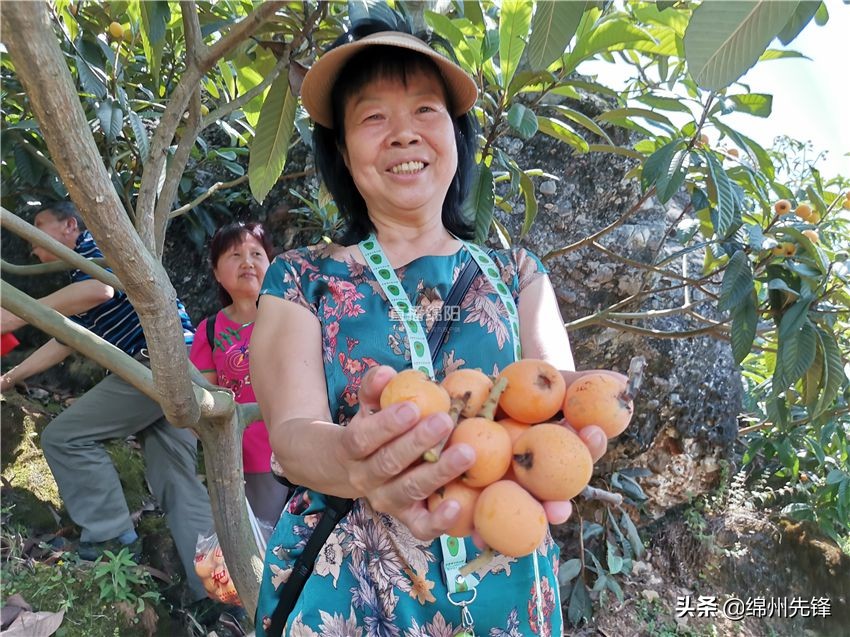 哪个地区的大五星枇杷口感最好,枇杷上市时哪里枇杷更好吃