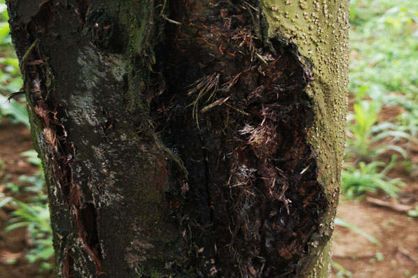 核桃树身上流黑水是啥病,核桃树树身腐烂流黑水用什么药