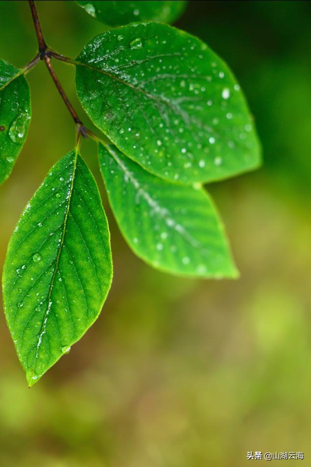 腌蔼青春去,苍茫白露稀