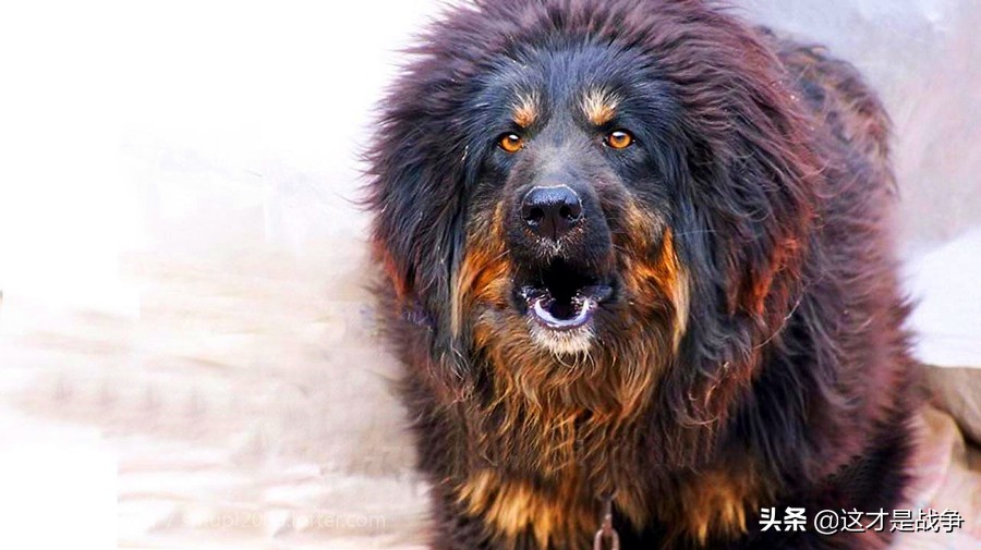 我们连一个四川兵，屁股被藏獒咬了一口，撕下好大一块肉