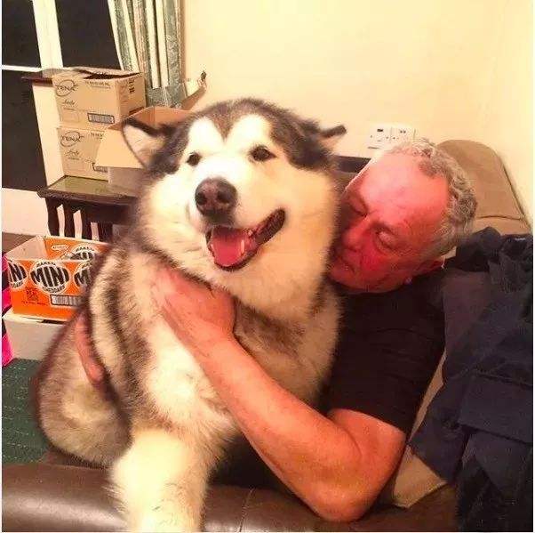 带你走进狗狗的世界,带你走进阿拉斯加克利凯犬