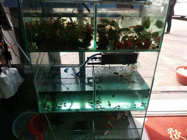 鱼生病后鱼缸里的滤材用消毒吗,鱼缸消毒滤材也要消毒吗