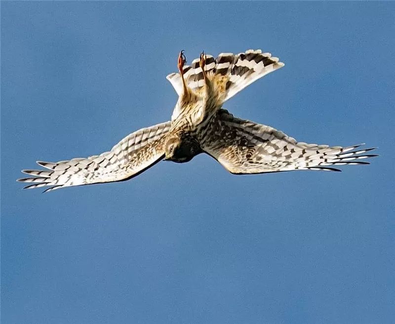 鹰姿风采,英姿飒爽