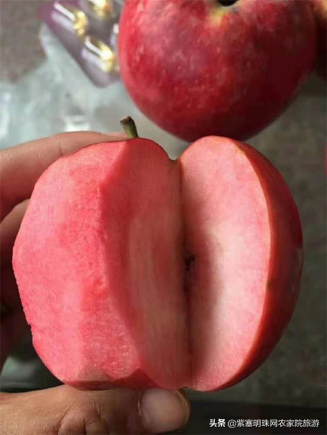 平度苗木基地桃树苗,山东日照苗木种植基地桃树苗