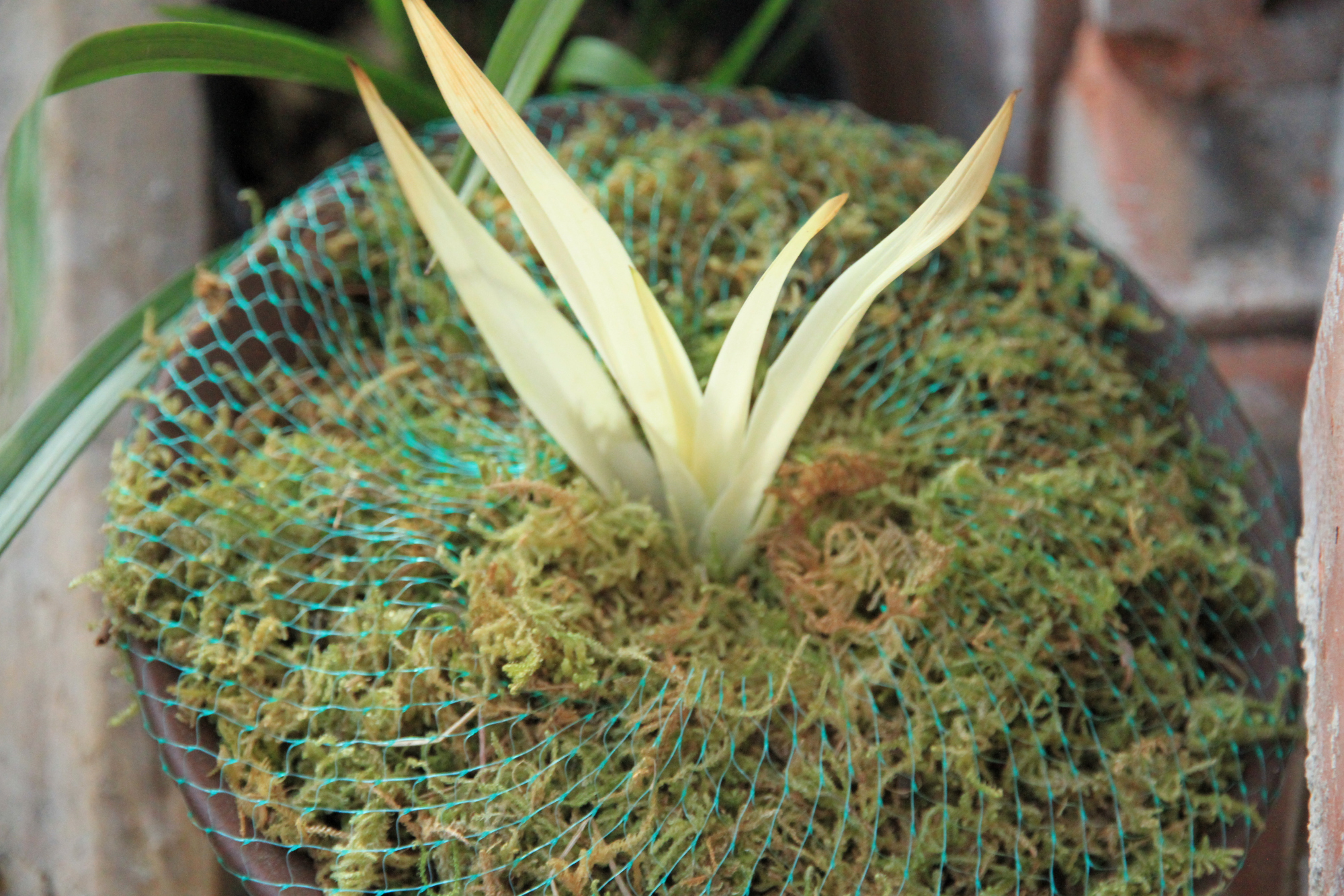 兰花龙根,另类的“赌石”,花上千去赌草,你愿意吗?