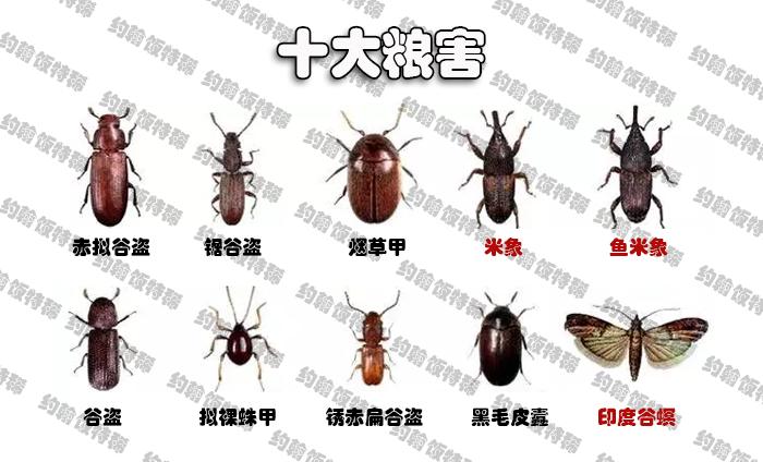 大米生虫子飞蛾处理小诀窍,怎么样预防大米生虫