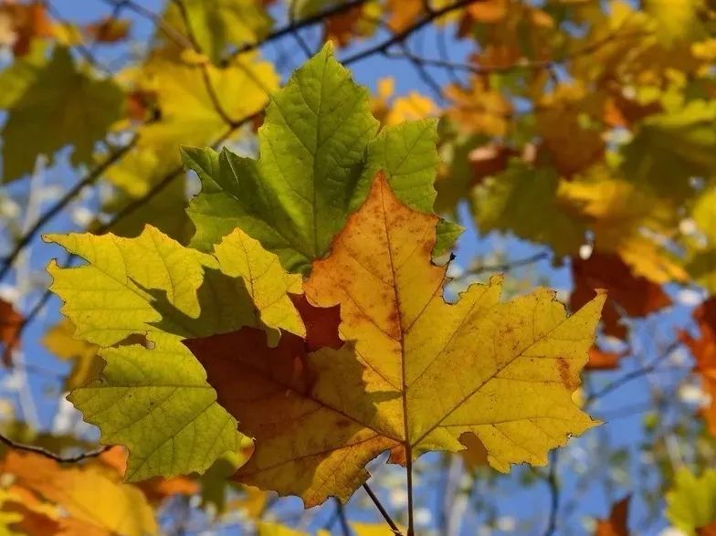 秋日梧桐小说,秋日梧桐作文