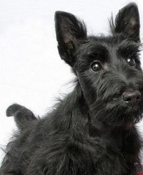 45种常见狗狗认几种主人,45种常见狗狗拉布拉多图片