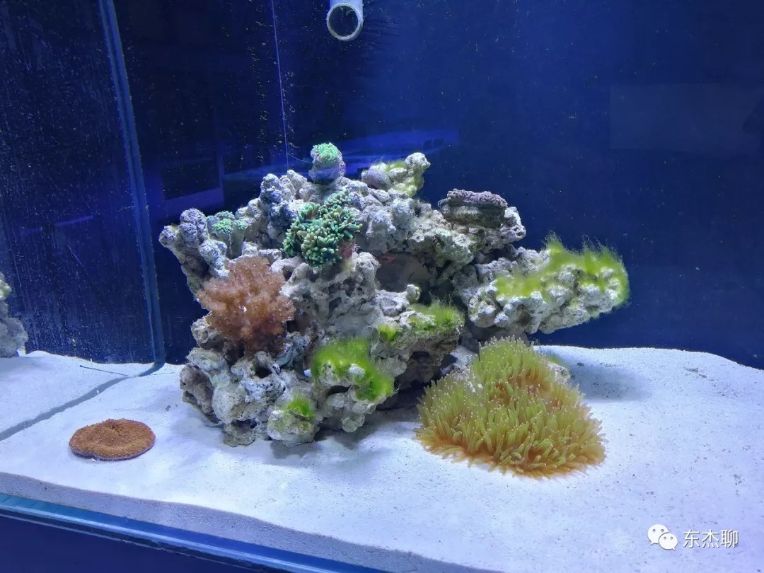 海缸刚开缸怎么饲养,海缸np双零珊瑚会白化吗