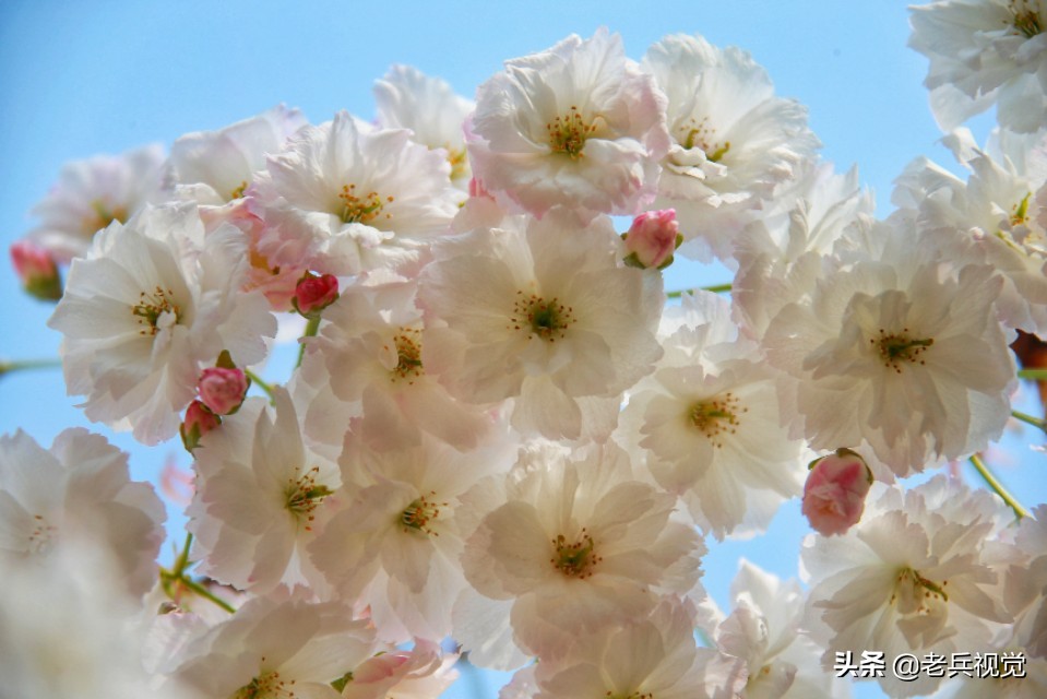 浪漫樱花校园,浪漫樱花视频