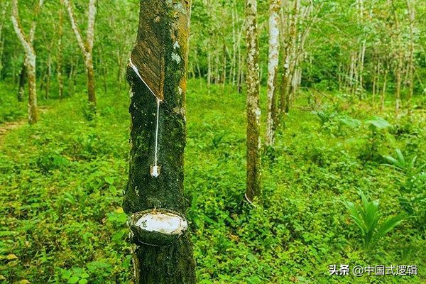 涔宠兌濡備綍鍒嗚鲸,涔宠兌濡備綍鍒嗚鲸鐪熷亣