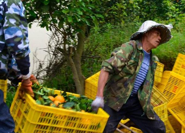 重庆忠县的柑橘成熟了，销售员可以在柑橘园里面随便吃