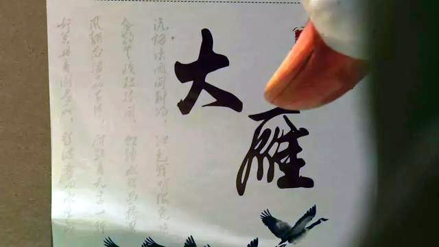 河北农民霸气留住鸿雁南飞，年销300万！原来商机在这里