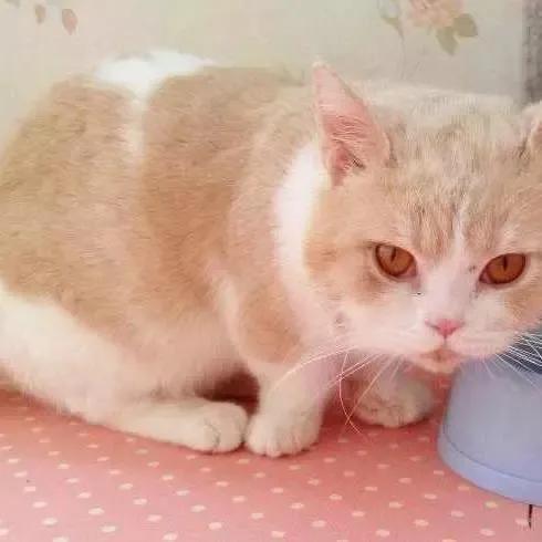 常养的猫有什么品种,十大便宜好养的猫品种猫排名