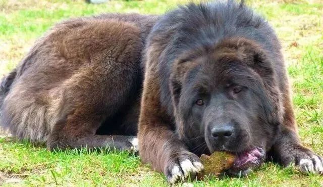 世界上最强的10种狗排名,世界上巨型狗大全