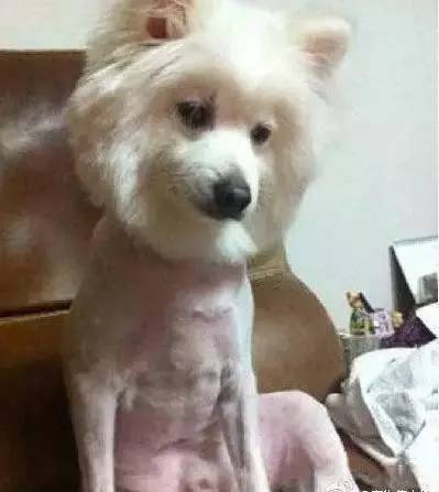 给萨摩耶犬剃毛,给萨摩耶剃毛怎么才能让它不动