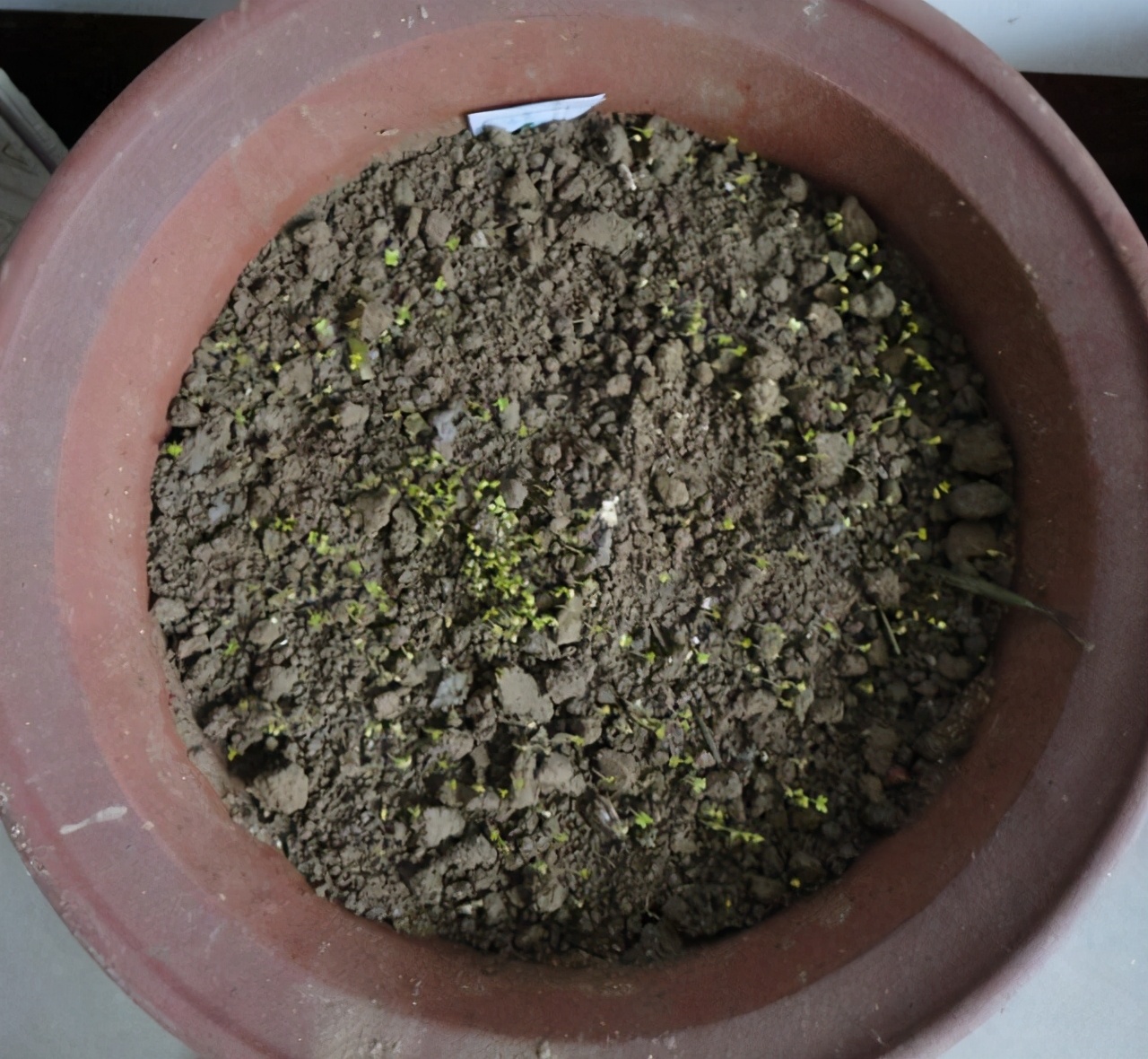 红陶盆脏了怎么洗,红陶盆盐碱怎么清理