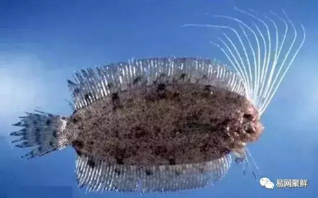 碟中鲽团购,鲽鱼推荐