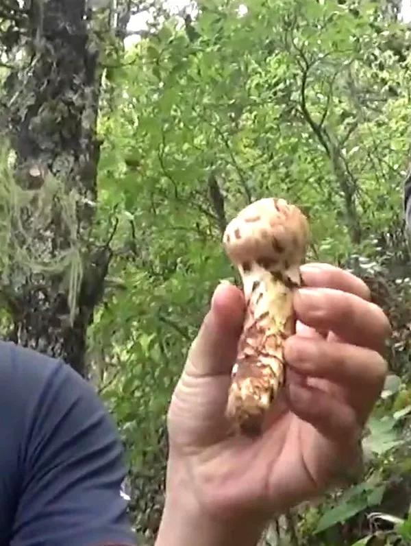 松茸菌干货的吃法,新鲜松茸菌怎么做好吃一点