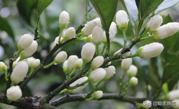 橘柚花诗词精选一十八首蓼岸风多橘柚香，堪怜堪爱还堪惜