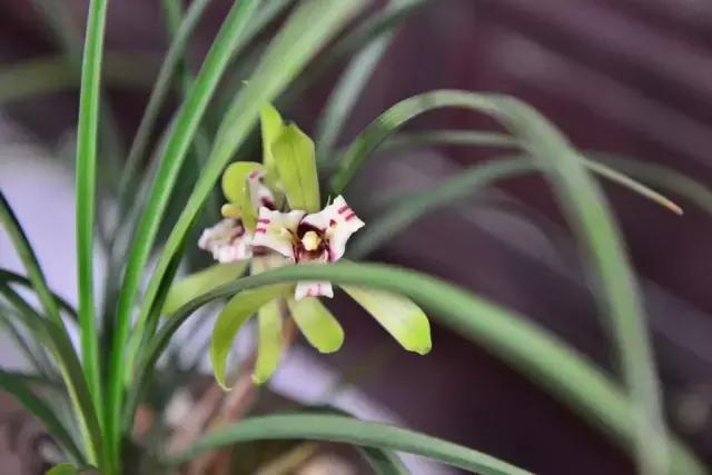 种植兰花叶片有虫怎么办,兰花生病防治小妙招