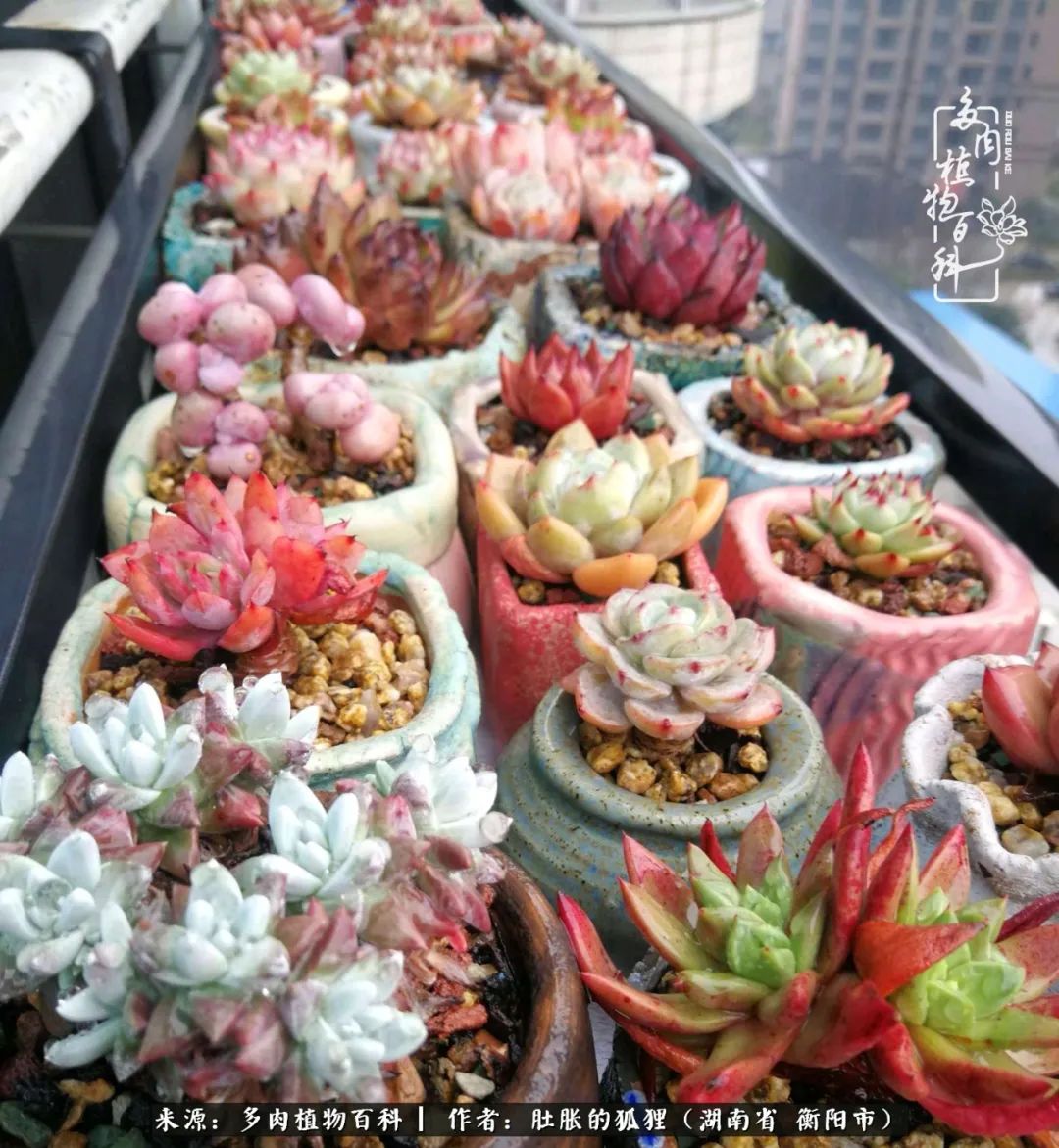 多肉用大盆养好还是用小盆养,多肉用石子养好还是用土养好