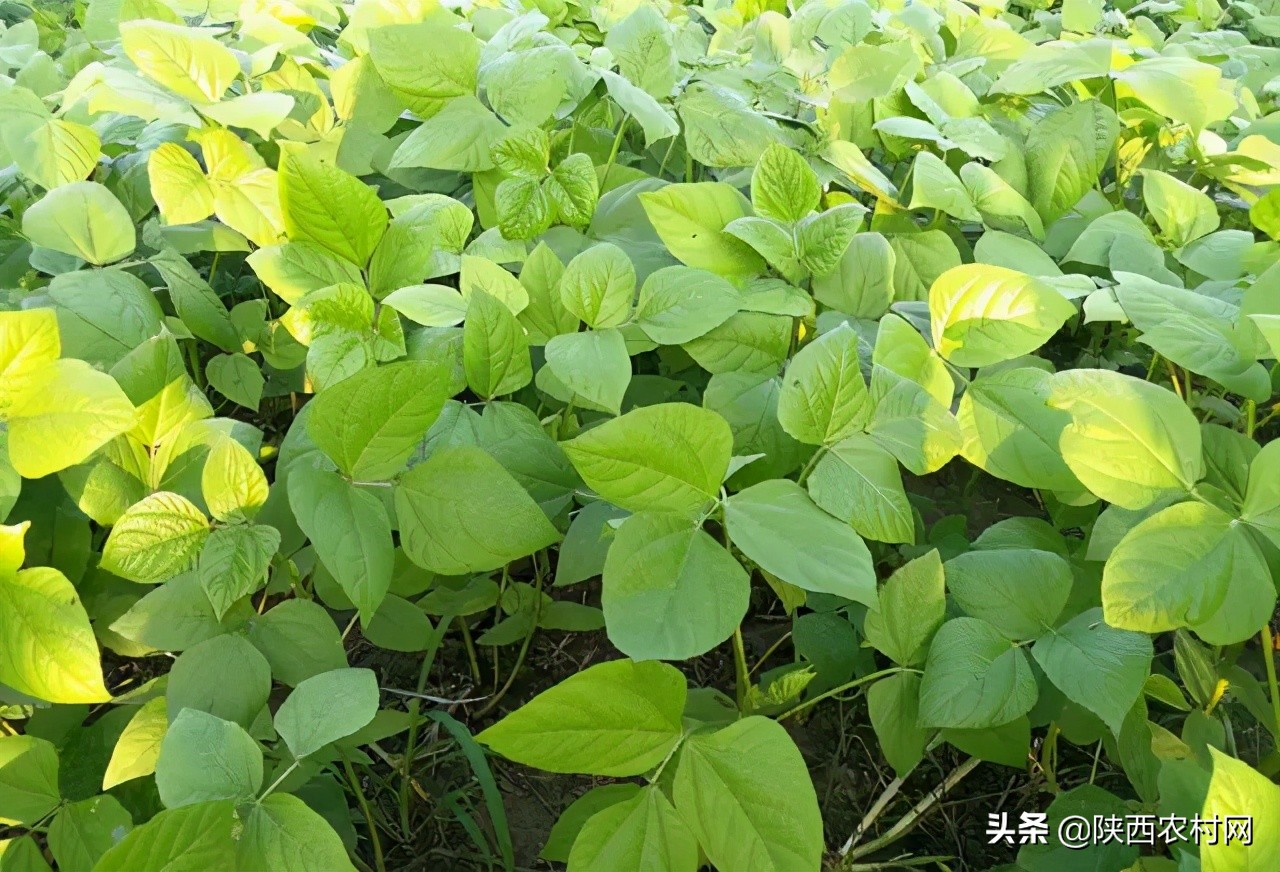 大豆蚜虫用吡虫啉防治行吗,大豆茎叶有蚜虫怎样治疗